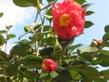 vignette Camellia japonica Grand Prix au 24 02 10