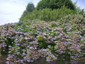 vignette Hydrangea macrophylla 'Mariesii' - Hortensia