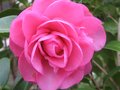 vignette Camellia williamsii debbie au 24 02 10