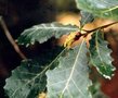 vignette Quercus aliena acutiserrata