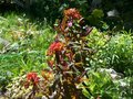 vignette Euphorbia griffithii