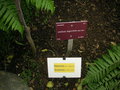 vignette Mellissia begonifolia