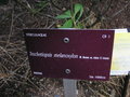 vignette Trochetiopsis melanoxylon
