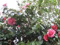vignette Camellia japonica Chandleri lgans au 25 02 10