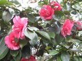 vignette Camellia japonica Chandleri elegans autre vue au 25 02 10