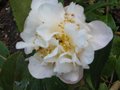 vignette Camellia scentuous parfumé au 26 02 10