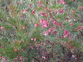 vignette Grevillea rosmarinifolia au 26 02 10