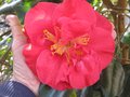 vignette Camellia japonica Grand Prix et ses grandes fleurs au 26 02 10