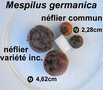 vignette Mespilus germanica, nflier commun, nflier d'Allemagne, nflier var. inconnue, diamtres des fruits.