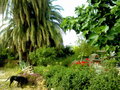 vignette Jardin typique Cypriot