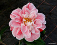 vignette Camélia ' MARIE LE MENELEC ' camellia japonica