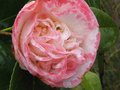 vignette Camellia japonica Margareth Davies Picottee qui dbute au 27 02 10