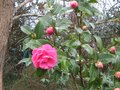 vignette Camellia williamsii Debbie au 27 02 10