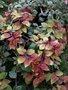 vignette Fuchsia Autumnale 1