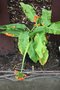 vignette Scadoxus multiflorus ssp. katherinae en fruits