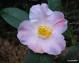 vignette Camlia ' J.C WILLIAMS ' camellia hybride williamsii ???