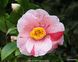 vignette Camélia à identifier, camellia japonica ?