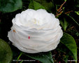 vignette Camélia ' BELLE JUDITH ' camellia japonica