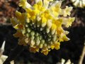 vignette Edgeworthia chrysantha bien parfumé au 28 02 10