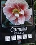 vignette camlia ' OO-LA-LA ' camellia japonica = HO-LA-LA