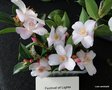 vignette Camlia ' FESTIVAL OF LIGHT 'camellia hybride ,  = Festival of ligths