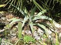 vignette Agave palmeri et Aloe polyphylla