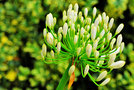 vignette Alliaceae - Agapanthus campanulatus