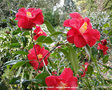 vignette Camélia ' DIAMOND HEAD ' camellia hybride retiiculata