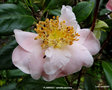 vignette Camlia ' FLAMINGO ' camellia japonica