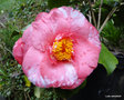 vignette Camlia ' CORAL PINK LOTUS  VAR . ' camellia japonica , ?  confirmer