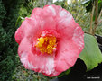 vignette Camlia ' CORAL PINK LOTUS  VAR . ' camellia japonica , ?  confirmer