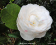 vignette Camélia ' BELLE JUDITH ' camellia japonica