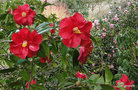 vignette Camlia ' DIAMOND HEAD ' camellia hybride de reticulata