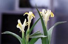 vignette Iris orchioides