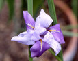 Iris Songarica