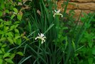 vignette Iris spuria halophila
