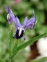 vignette Iris warleyensis