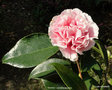 vignette Camlia ' HAWAII ' camellia japonica