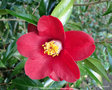 vignette Camlia ' BROCELIANDE ' camellia japonica