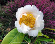 vignette Camlia ' SCENTED SUN ' camellia hybride, parfum