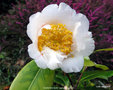 vignette Camlia ' SCENTED SUN ' camellia hybride, parfum