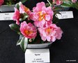 vignette Camlia ' SPRITE ' camellia pitardi