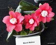 vignette Camlia ' MARSH MALLOW ' camellia japonica ?