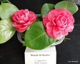 vignette Camlia ' BEAUTE DE NANTES ' camellia japonica