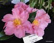 vignette Camlia ' CHINA LADY ' camellia hybride reticulata
