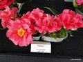 vignette Camlia ' FRANCIE L ' camellia hybride reticulata