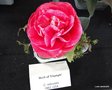 vignette Camlia ' ARCH OF TRIUMPH ' camellia reticulata