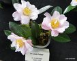vignette Camellia ' DR LOUIS POLIZZI ' camellia hybride reticulata