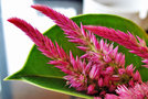 vignette Amaranthaceae - Closie - Celosia spicata