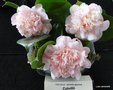 vignette Camlia ' COLVILLII ' camellia japonica